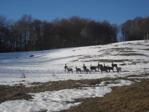 LuzernLaChevrerie 281