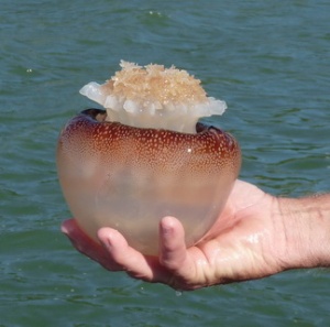 Cannonball Jellyfish like those seen bobbing in the water today