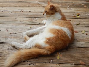 Ricky's coping with the move well